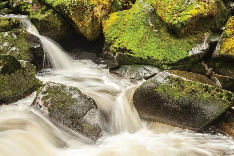 USA, Alaska, Tongass National Forest. Anan Creek scenic II by Jaynes Gallery wall art