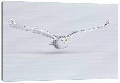 Snowy Owl Flies Low To Ground, Ontario, Canada Canvas Art Print - Owl Art