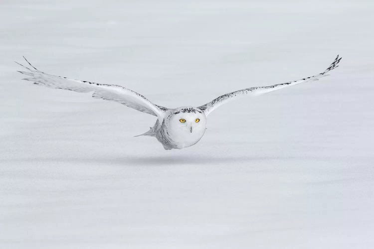 Snowy Owl Flies Low To Ground, Ontario, Canada