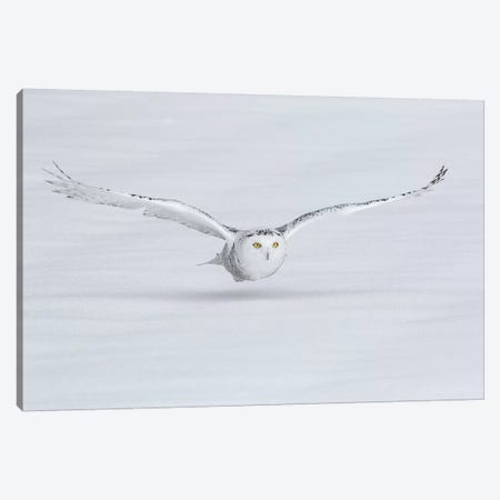 Canada, Ontario. Snowy owl flies low to ground. Canvas Print #JYG7} by Jaynes Gallery Canvas Artwork
