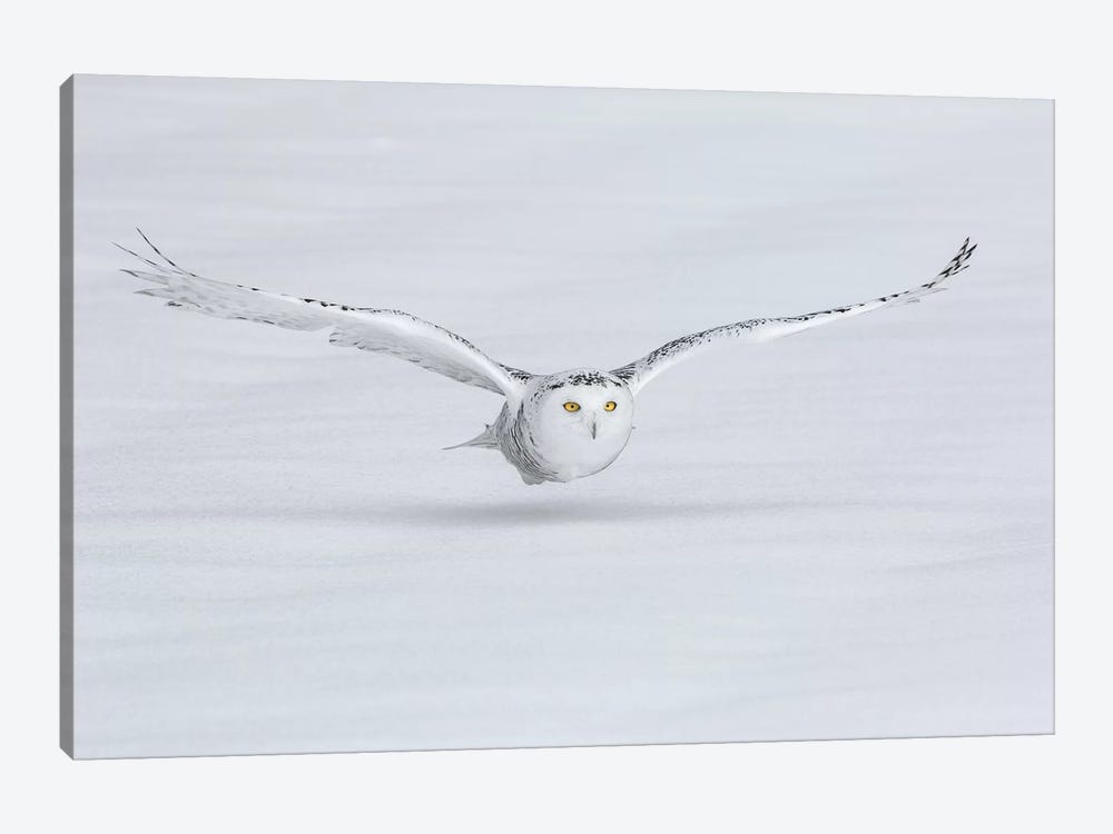 Snowy Owl Flies Low To Ground, Ontario, Canada by Jaynes Gallery 1-piece Canvas Print