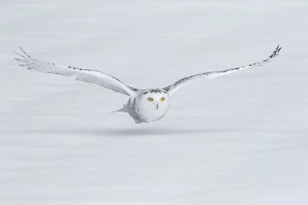 Ontario: Snowy Owl Flies Low To Ground, Ontario, Canada by Jaynes Gallery