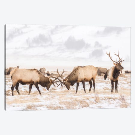 USA, Colorado, Cameron Pass. Two bull mo - Canvas Art | Jaynes Gallery