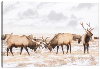 USA, Wyoming, National Elk Refuge. Bull elks fighting in winter. Canvas Art Print - Moose Art