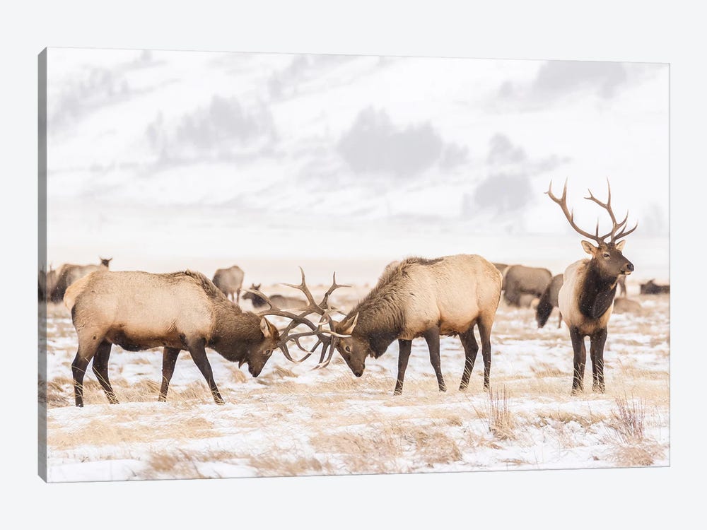 USA, Wyoming, National Elk Refuge. Bull elks fighting in winter. by Jaynes Gallery 1-piece Art Print
