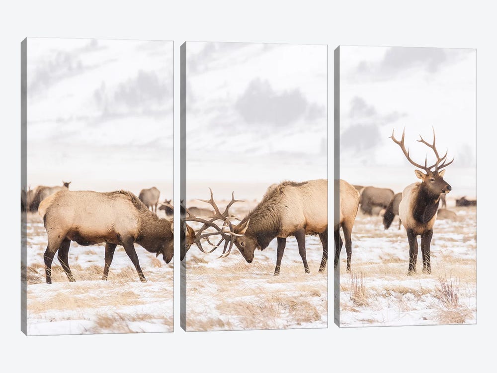 USA, Wyoming, National Elk Refuge. Bull elks fighting in winter. by Jaynes Gallery 3-piece Canvas Print