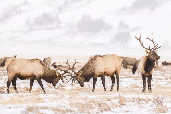 Wyoming: USA, Wyoming, National Elk Refuge. Bull elks fighting in winter. by Jaynes Gallery