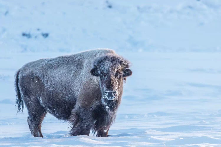 USA, Wyoming, Yellowstone National Park. Frosty bison in winter.