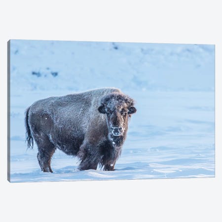 USA, Wyoming, Yellowstone National Park. Frosty bison in winter. Canvas Print #JYG803} by Jaynes Gallery Canvas Print