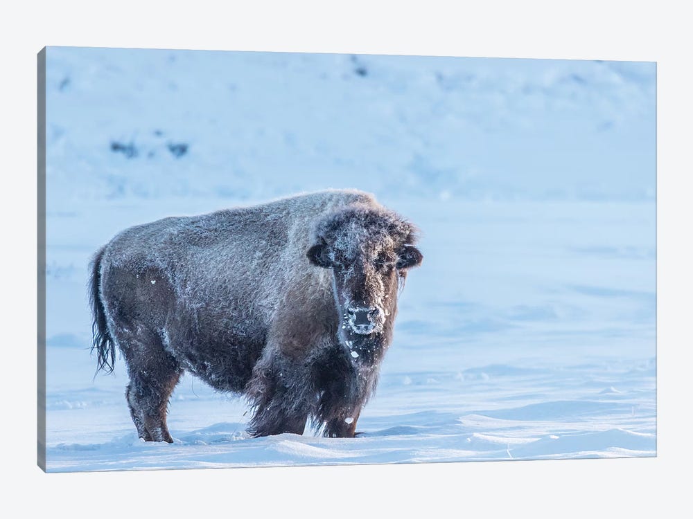 USA, Wyoming, Yellowstone National Park. Frosty bison in winter. by Jaynes Gallery 1-piece Canvas Art
