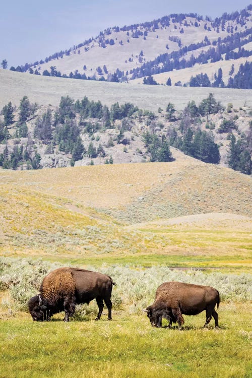 USA, Wyoming, Yellowstone National Park. Two buffalos in grassy field.