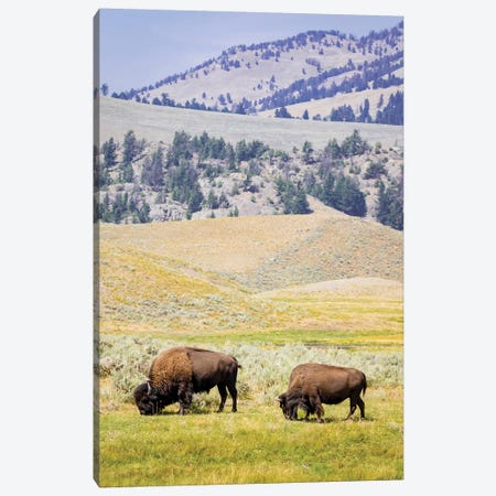 USA, Wyoming, Yellowstone National Park. Two buffalos in grassy field. Canvas Print #JYG804} by Jaynes Gallery Canvas Art
