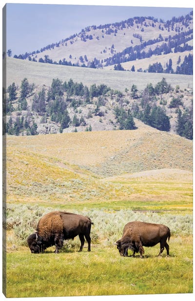 USA, Wyoming, Yellowstone National Park. Two buffalos in grassy field. Canvas Art Print - Jaynes Gallery