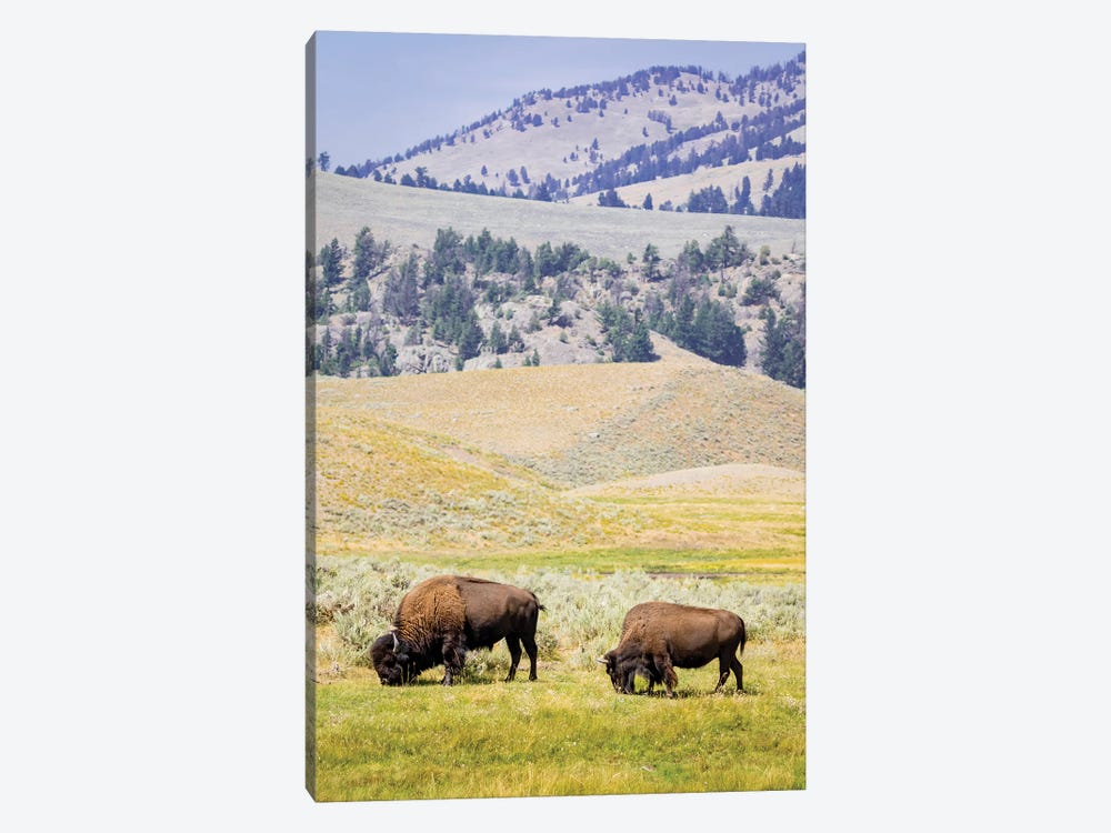 USA, Wyoming, Yellowstone National Park. Two buffalos in grassy field. by Jaynes Gallery 1-piece Canvas Print