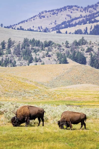 Wyoming: USA, Wyoming, Yellowstone National Park. Two buffalos in grassy field. by Jaynes Gallery