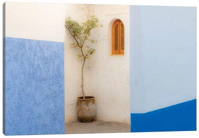 Africa, Morocco, Asilah. Potted Tree And Painted Walls. Canvas Art Print - Morocco