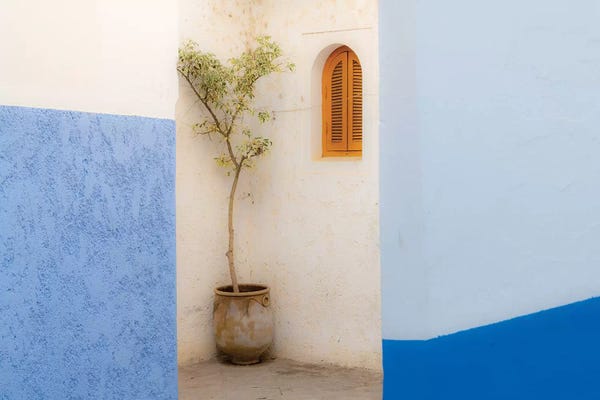 Morocco: Africa, Morocco, Asilah. Potted Tree And Painted Walls. by Jaynes Gallery