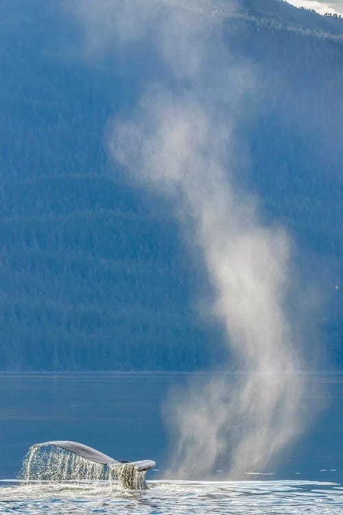 USA, Alaska, Tongass National Forest. Humpback whale dives after spouting