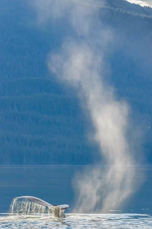 USA, Alaska, Tongass National Forest. Humpback whale dives after spouting by Jaynes Gallery wall art