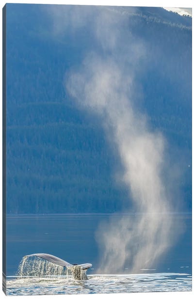 USA, Alaska, Tongass National Forest. Humpback whale dives after spouting Canvas Art Print - Humpback Whale Art