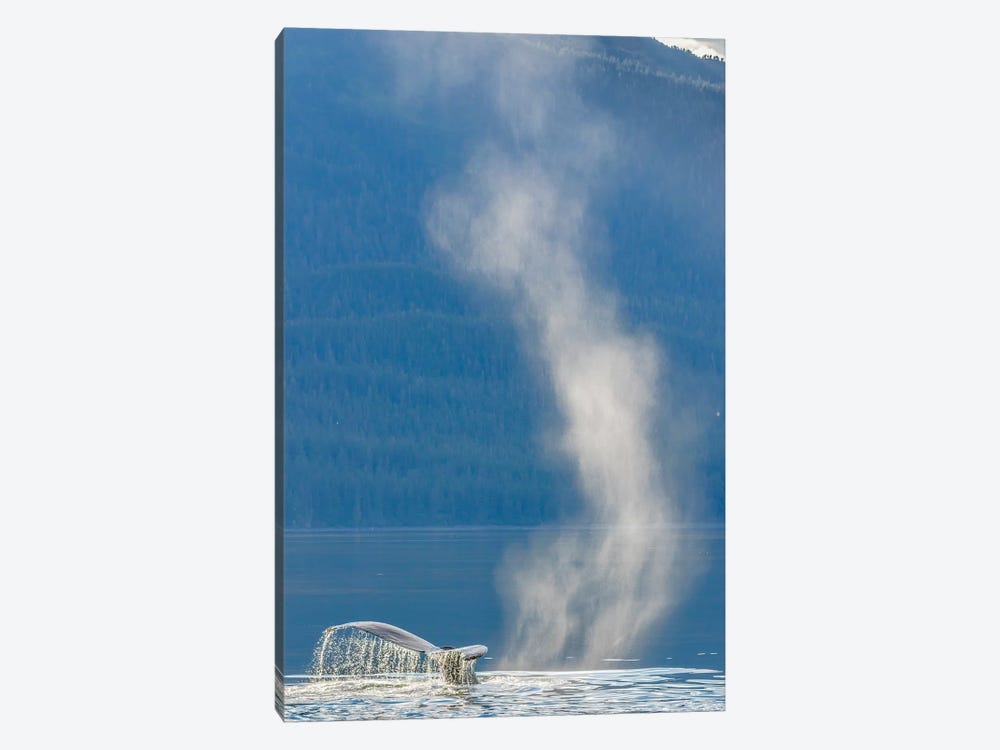 USA, Alaska, Tongass National Forest. Humpback whale dives after spouting by Jaynes Gallery 1-piece Canvas Print