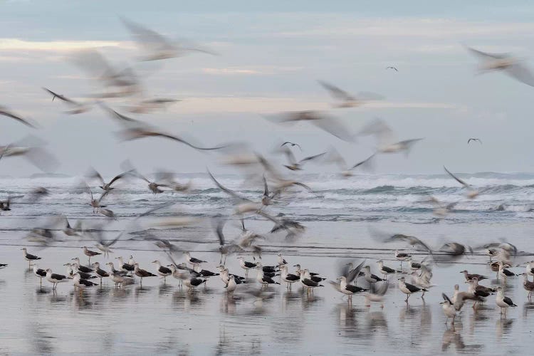 Africa, Morocco, Casablanca. Flurry Of Seagulls On Ocean Shore.