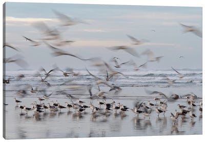 Africa, Morocco, Casablanca. Flurry Of Seagulls On Ocean Shore. Canvas Art Print