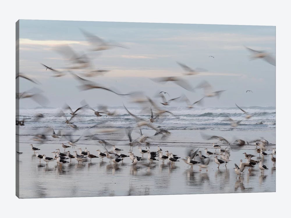 Africa, Morocco, Casablanca. Flurry Of Seagulls On Ocean Shore. by Jaynes Gallery 1-piece Canvas Print