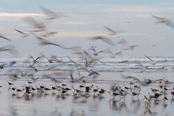 Jaynes Gallery: Africa, Morocco, Casablanca. Flurry Of Seagulls On Ocean Shore. by Jaynes Gallery