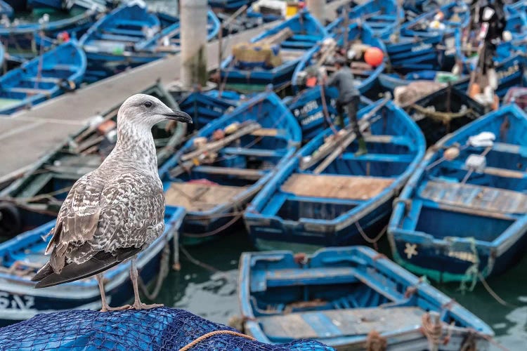 Africa, Morocco, Essaouira. Close-Up Of Seagull And Moored Boats.