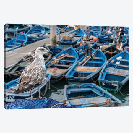 Africa, Morocco, Essaouira. Close-Up Of Seagull And Moored Boats. Canvas Print #JYG817} by Jaynes Gallery Canvas Print