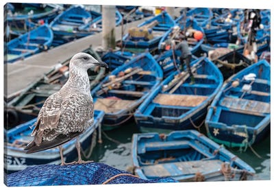 Africa, Morocco, Essaouira. Close-Up Of Seagull And Moored Boats. Canvas Art Print
