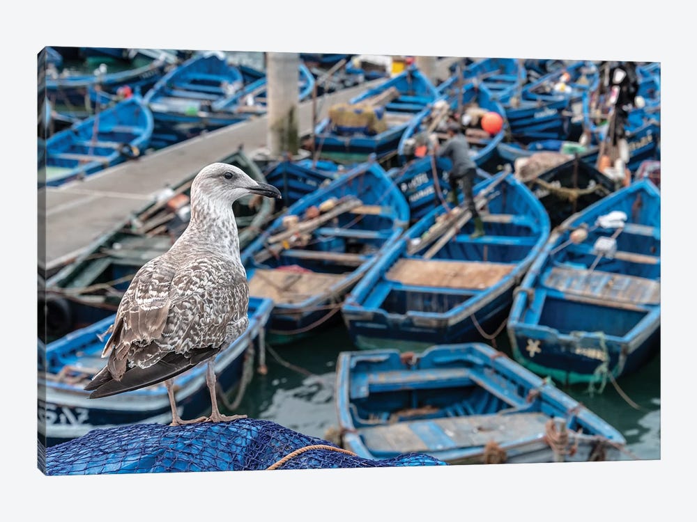 Africa, Morocco, Essaouira. Close-Up Of Seagull And Moored Boats. by Jaynes Gallery 1-piece Art Print