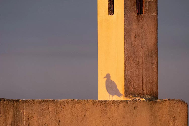 Africa, Morocco, Essaouira. Shadow Of Seagull At Sunrise.