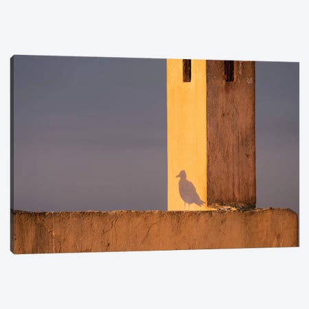 Africa, Morocco, Essaouira. Shadow Of Seagull At Sunrise. Canvas Print #JYG818} by Jaynes Gallery Canvas Wall Art
