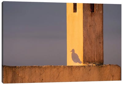 Africa, Morocco, Essaouira. Shadow Of Seagull At Sunrise. Canvas Art Print