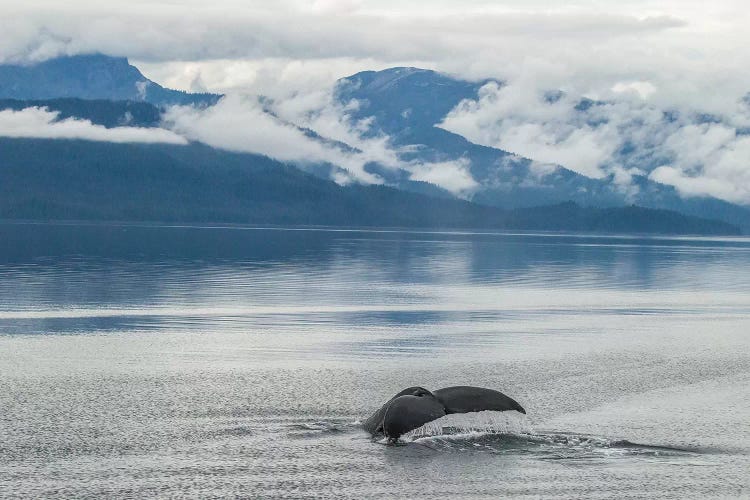 USA, Alaska, Tongass National Forest. Humpback whale diving.