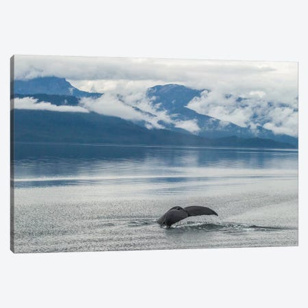 USA, Alaska, Tongass National Forest. Humpback whale diving. Canvas Print #JYG81} by Jaynes Gallery Canvas Wall Art