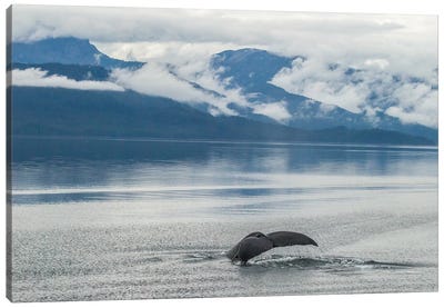 USA, Alaska, Tongass National Forest. Humpback whale diving. Canvas Art Print - Humpback Whale Art