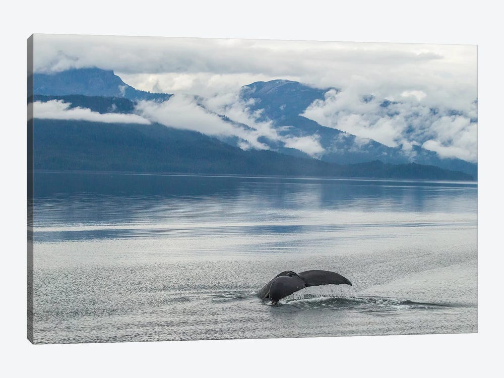USA, Alaska, Tongass National Forest. Humpback whale diving. 1-piece Canvas Wall Art