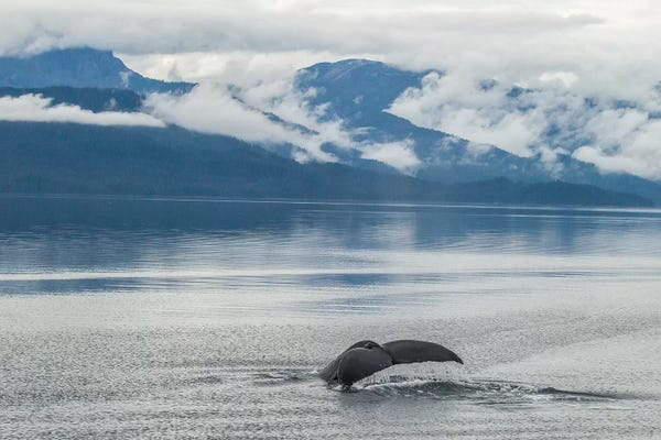 Alaska: USA, Alaska, Tongass National Forest. Humpback whale diving. by Jaynes Gallery