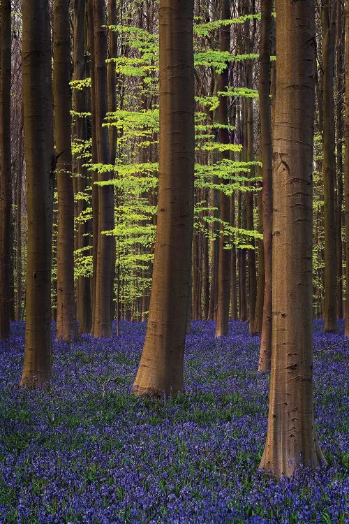 Belgium. Hallerbos Forest With Trees And Bluebells.