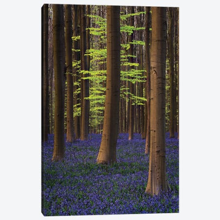Belgium. Hallerbos Forest With Trees And Bluebells. Canvas Print #JYG820} by Jaynes Gallery Canvas Print