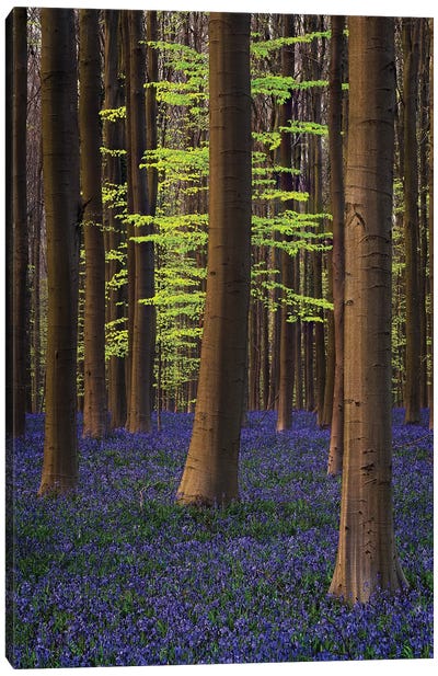 Belgium. Hallerbos Forest With Trees And Bluebells. Canvas Art Print - Belgium