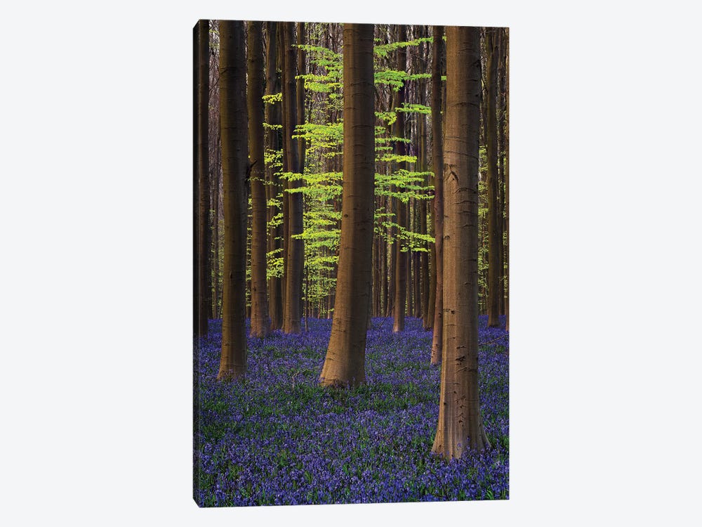 Belgium. Hallerbos Forest With Trees And Bluebells. by Jaynes Gallery 1-piece Canvas Print