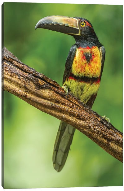 Costa Rica, Arenal. Bananaquit Feeding On Vervain. Canvas Art Print - Central America