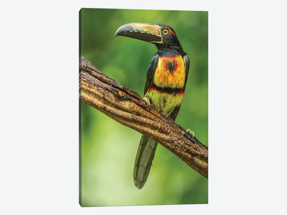 Costa Rica, Arenal. Bananaquit Feeding On Vervain. by Jaynes Gallery 1-piece Canvas Wall Art
