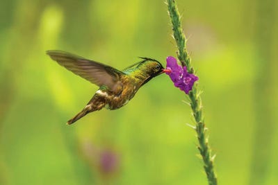 Costa Rica, Arenal. Black-Crested Coquette Feeding On Vervain. by Jaynes Gallery canvas print