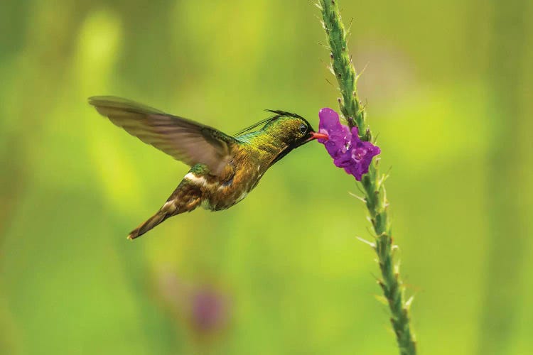 Costa Rica, Arenal. Black-Crested Coquette Feeding On Vervain.