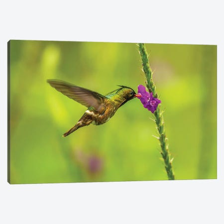 Costa Rica, Arenal. Black-Crested Coquette Feeding On Vervain. Canvas Print #JYG822} by Jaynes Gallery Canvas Print
